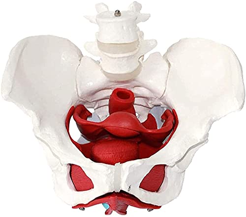 Modelo anatómico de Pelvis Femenina Modelo de anatomía anatómica médica Entrenamiento de ginecología Regalo médico Pubis y órganos extraíbles Músculos del Suelo pélvico Modelo anatómico Suministros