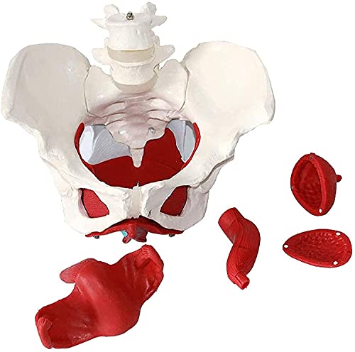 Modelo anatómico de Pelvis Femenina Modelo de anatomía anatómica médica Entrenamiento de ginecología Regalo médico Pubis y órganos extraíbles Músculos del Suelo pélvico Modelo anatómico Suministros