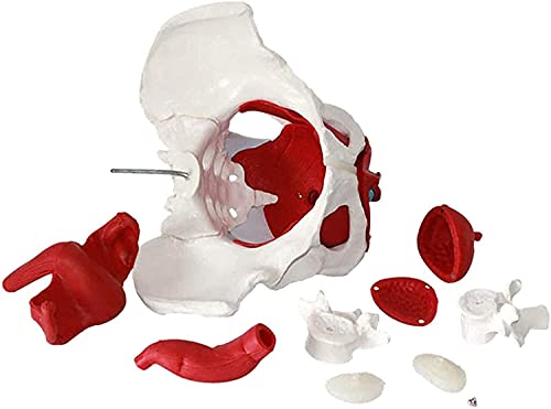 Modelo anatómico de Pelvis Femenina Modelo de anatomía anatómica médica Entrenamiento de ginecología Regalo médico Pubis y órganos extraíbles Músculos del Suelo pélvico Modelo anatómico Suministros