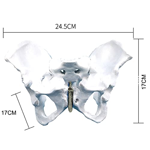 Modelo Anatómico Del Esqueleto Pélvico Femenino | Modelo De Cadera De Tamaño Natural | Músculos Del Suelo Pélvico Y Órganos Reproductivos Para Enseñar El Aprendizaje, Pantalla, 24,5 * 17 * 17 CM
