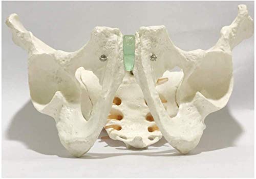 Modelo de anatomía, Modelo de esqueleto de Pelvis - Modelo de pelvis masculino - Tamaño de vida Hombre Hombre Hueso Hueso Peluvic Anatomía Anatomía Anatomía Modelo de enseñanza - Modelo de cadera - Ci