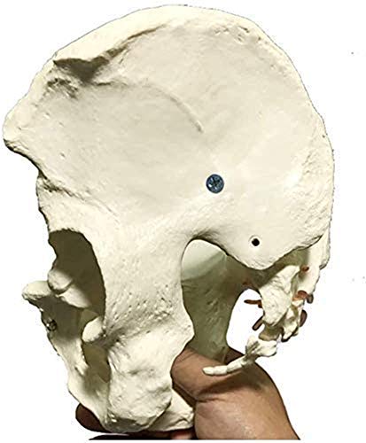 Modelo de anatomía, Modelo de esqueleto de Pelvis - Modelo de pelvis masculino - Tamaño de vida Hombre Hombre Hueso Hueso Peluvic Anatomía Anatomía Anatomía Modelo de enseñanza - Modelo de cadera - Ci