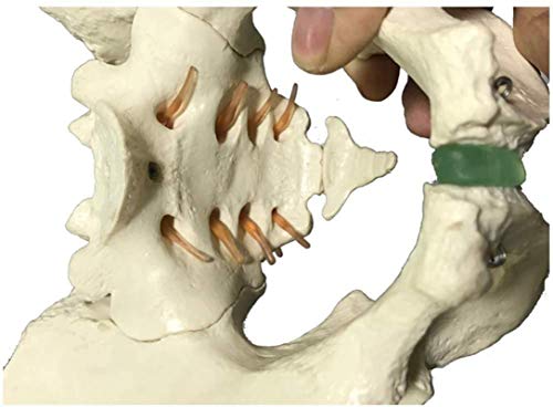 Modelo de anatomía, Modelo de esqueleto de Pelvis - Modelo de pelvis masculino - Tamaño de vida Hombre Hombre Hueso Hueso Peluvic Anatomía Anatomía Anatomía Modelo de enseñanza - Modelo de cadera - Ci