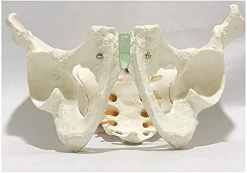 Modelo de anatomía, Modelo educativo Pelvis Skeleton Modelo Macho Pelvis Modelo Tamaño de Vida Hombre Hombre Hueso Pelvic Modelo Anatómico Anatomía Modelo Enseñanza Modelo Ciencia Enseñanza Capacitaci