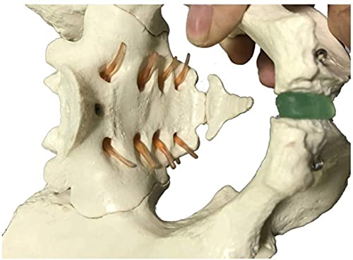 Modelo de anatomía, Modelo educativo Pelvis Skeleton Modelo Macho Pelvis Modelo Tamaño de Vida Hombre Hombre Hueso Pelvic Modelo Anatómico Anatomía Modelo Enseñanza Modelo Ciencia Enseñanza Capacitaci