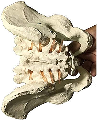 Modelo de anatomía, Modelo educativo Pelvis Skeleton Modelo Macho Pelvis Modelo Tamaño de Vida Hombre Hombre Hueso Pelvic Modelo Anatómico Anatomía Modelo Enseñanza Modelo Ciencia Enseñanza Capacitaci