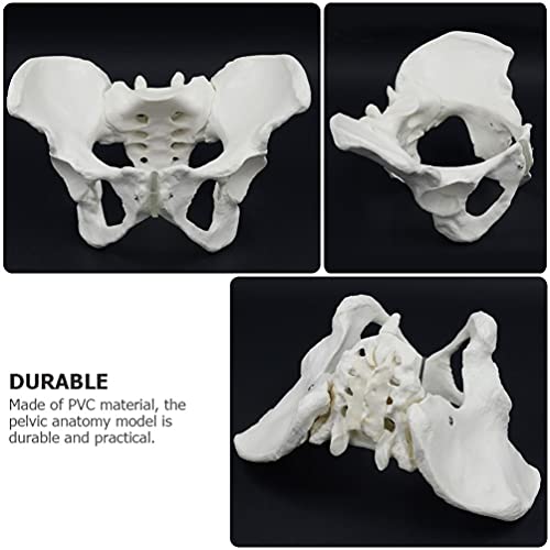 Modelo de Esqueleto de Anatomía Pélvica Femenina: Modelo de Estructura Pélvica de Simulación para Mujeres| Modelo de Hueso Pélvico para La Enseñanza de La Educación de La Ciencia