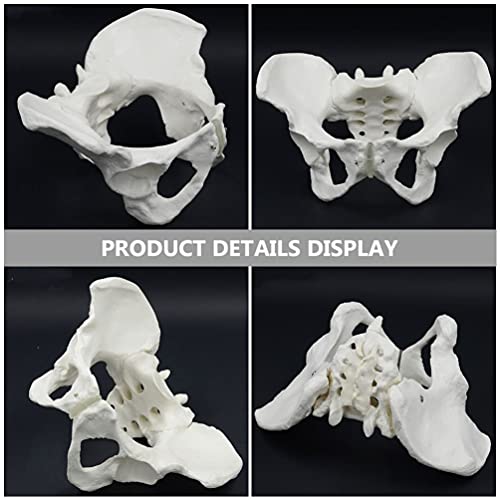 Modelo de Esqueleto de Anatomía Pélvica Femenina: Modelo de Estructura Pélvica de Simulación para Mujeres| Modelo de Hueso Pélvico para La Enseñanza de La Educación de La Ciencia