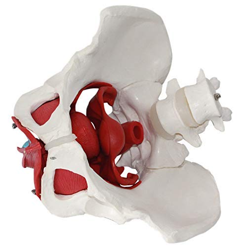 Modelo de pelvis femenina con órganos extraíbles, modelo de anatomía de los músculos del suelo pélvico y órganos reproductivos de la pelvis femenina Investigación médica de rastreo, 8 partes, tamaño n