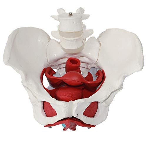 Modelo de pelvis femenina con órganos extraíbles, modelo de anatomía de los músculos del suelo pélvico y órganos reproductivos de la pelvis femenina Investigación médica de rastreo, 8 partes, tamaño n