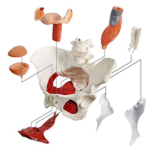 Modelo de Pelvis Femenina Modelo De Ginecología y Músculos Extraíbles Órganos del Pubis para Medicina y Enseñanza