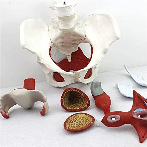 Modelo de Pelvis Femenina Modelo De Ginecología y Músculos Extraíbles Órganos del Pubis para Medicina y Enseñanza