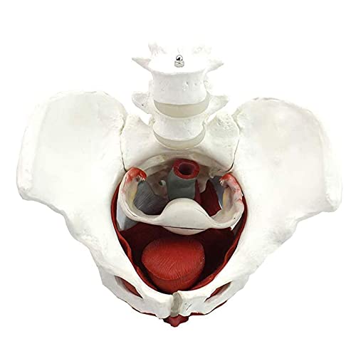 Modelo de Pelvis Femenina Modelo De Ginecología y Músculos Extraíbles Órganos del Pubis para Medicina y Enseñanza