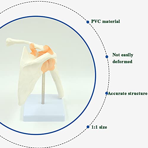 NXX Modelo De Articulación del Hombro,Modelo De Esqueleto Humano Adecuado para Anatomía,Estudio E Investigación del Modelo De Enseñanza,Muestra Exactamente Los Ligamentos del Hombro Completos