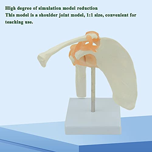 NXX Modelo De Articulación del Hombro,Modelo De Esqueleto Humano Adecuado para Anatomía,Estudio E Investigación del Modelo De Enseñanza,Muestra Exactamente Los Ligamentos del Hombro Completos