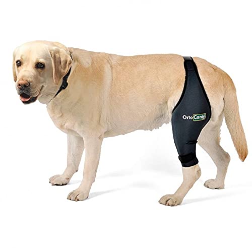 Ortocanis Protector de Rodilla para Perros Original - Lesiones de ligamentos Cruzados, luxación de rótula, artrosis - Talla M (Derecha)