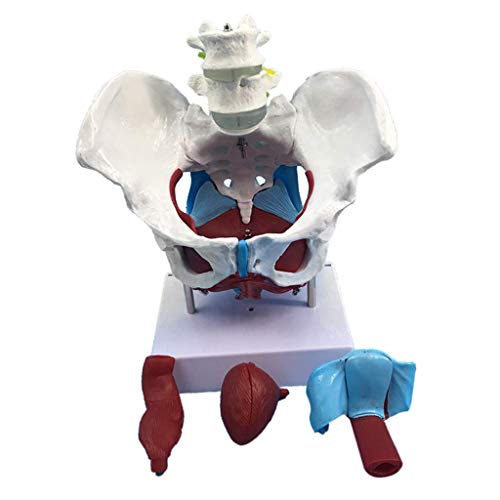 QULONG Modelo de anatomía Corazón Cerebro Esqueleto Médico Modelo de Pelvis Femenina de tamaño Natural con coxis, Sacro, Pubis y órganos, Material didáctico para el Aula, Equipo de Laboratorio