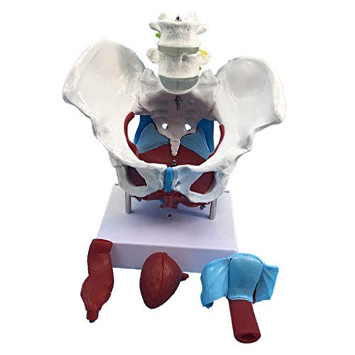 QULONG Modelo de anatomía Corazón Cerebro Esqueleto Médico Modelo de Pelvis Femenina de tamaño Natural con coxis, Sacro, Pubis y órganos, Material didáctico para el Aula, Equipo de Laboratorio