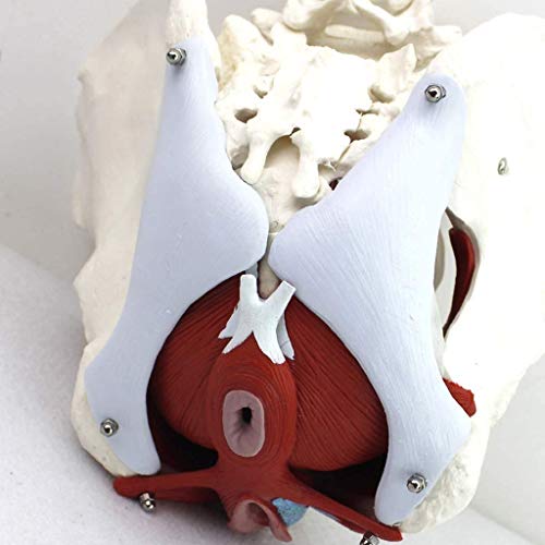 QULONG Pelvis Femenina Médico en Modelo Anatómico Regalo Ginecología y Músculo Cuerpos extraíbles Pubis Anatomía del Suelo Pélvico