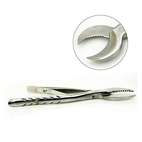 SSXPNJALQ Tijeras de Acero Inoxidable Dental Scissors de Acero Inoxidable Pinzas de Yeso Dental Gypsum Tijeras Dentistas Herramientas de Dentismo Equipo de Laboratorio (Color : S)