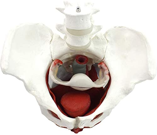 UIGJIOG Anatómicas Pelvis Femenina Modelo Ginecología Pubis Regalo De Entrenamiento Médico Y Órganos Desmontables Músculos del Suelo Pélvico Modelo Anatómico Material De Laboratorio