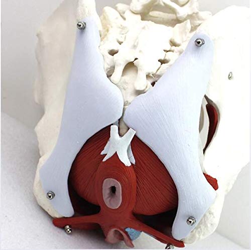 UIGJIOG Modelo anatómico de Pelvis Femenino, Entrenamiento de ginecología Doctor Regalo Pubis y órganos extraíbles Pelvic Suelo Músculos Músculos Anatómicos Modelo de Laboratorio Suministros