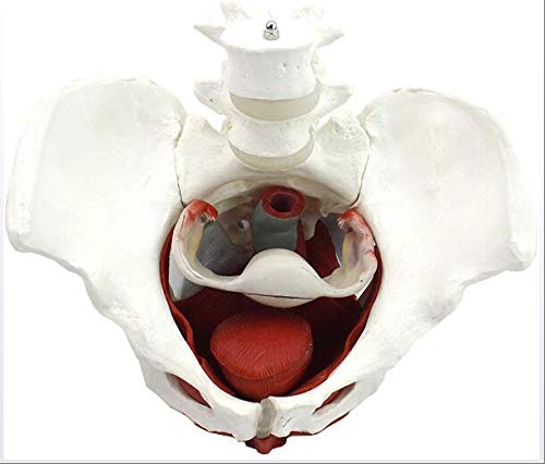 UIGJIOG Modelo anatómico de Pelvis Femenino, Entrenamiento de ginecología Doctor Regalo Pubis y órganos extraíbles Pelvic Suelo Músculos Músculos Anatómicos Modelo de Laboratorio Suministros