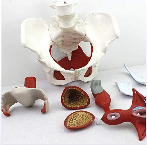 UIGJIOG Modelo anatómico de Pelvis Femenino, Entrenamiento de ginecología Doctor Regalo Pubis y órganos extraíbles Pelvic Suelo Músculos Músculos Anatómicos Modelo de Laboratorio Suministros