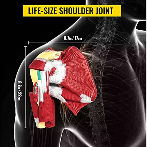 UIGJIOG Modelo De Hombro De PVC con Ligamentos,Modelo De Articulación De Los Hombros Musculosos De Muestra La Musculatura Completa del Hombro del Manguito Rotador A Los Músculos Subscapulares