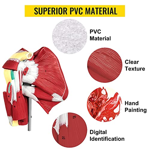 UIGJIOG Modelo De Hombro De PVC con Ligamentos,Modelo De Articulación De Los Hombros Musculosos De Muestra La Musculatura Completa del Hombro del Manguito Rotador A Los Músculos Subscapulares