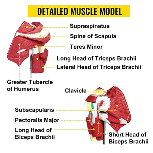 UIGJIOG Modelo De Hombro De PVC con Ligamentos,Modelo De Articulación De Los Hombros Musculosos De Muestra La Musculatura Completa del Hombro del Manguito Rotador A Los Músculos Subscapulares