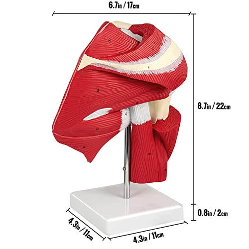 UIGJIOG Modelo De Hombro De PVC con Ligamentos,Modelo De Articulación De Los Hombros Musculosos De Muestra La Musculatura Completa del Hombro del Manguito Rotador A Los Músculos Subscapulares