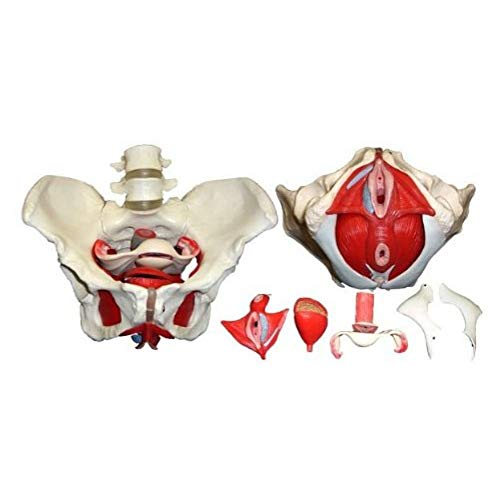 UIGJIOG Tamaño Vida Femenina De La Pelvis Model, Médico Y Órganos Desmontables Músculos del Suelo Pélvico Modelo Anatómico Material Laboratorio Ginecología Pubis Regalo De Entrenamiento