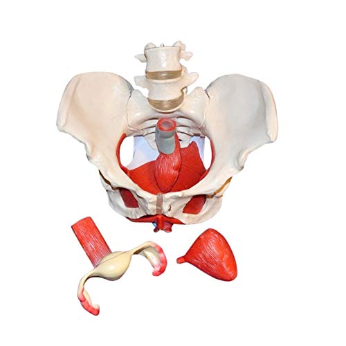 UIGJIOG Tamaño Vida Femenina De La Pelvis Model, Médico Y Órganos Desmontables Músculos del Suelo Pélvico Modelo Anatómico Material Laboratorio Ginecología Pubis Regalo De Entrenamiento