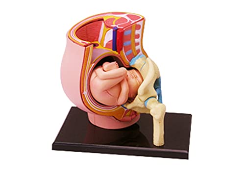 XIOFYA 4D Puzzle Vision Humano Embarazo Pelvis Anatomía Cuerpo Anatómico Enseñanza Modelo Biología Enseñanza Médico Enseñanza