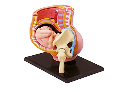 XIOFYA 4D Puzzle Vision Humano Embarazo Pelvis Anatomía Cuerpo Anatómico Enseñanza Modelo Biología Enseñanza Médico Enseñanza