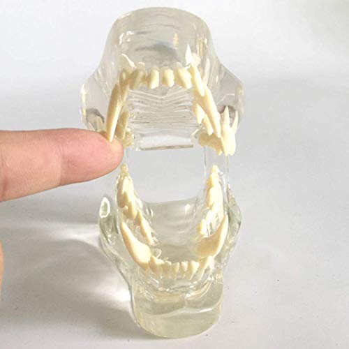 ZYYH Clear Canine Dental Model, Patología Médico Dientes de Perro Mandíbula Modelo de Diente Oral Patología Canina anatómica para la Herramienta educativa de la Oficina Veterinaria.