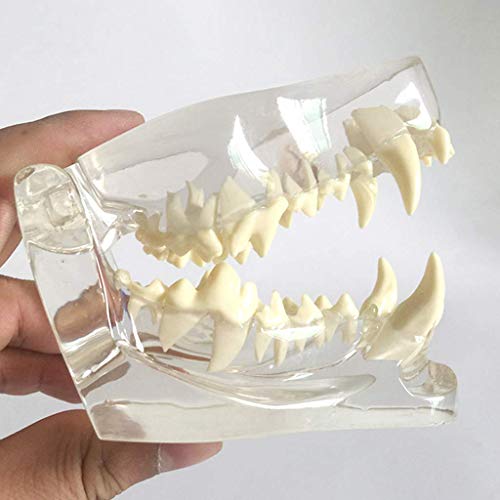 ZYYH Clear Canine Dental Model, Patología Médico Dientes de Perro Mandíbula Modelo de Diente Oral Patología Canina anatómica para la Herramienta educativa de la Oficina Veterinaria.