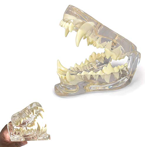 ZYYH Clear Canine Dental Model, Patología Médico Dientes de Perro Mandíbula Modelo de Diente Oral Patología Canina anatómica para la Herramienta educativa de la Oficina Veterinaria.