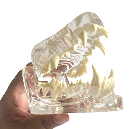 ZYYH Clear Canine Dental Model, Patología Médico Dientes de Perro Mandíbula Modelo de Diente Oral Patología Canina anatómica para la Herramienta educativa de la Oficina Veterinaria.