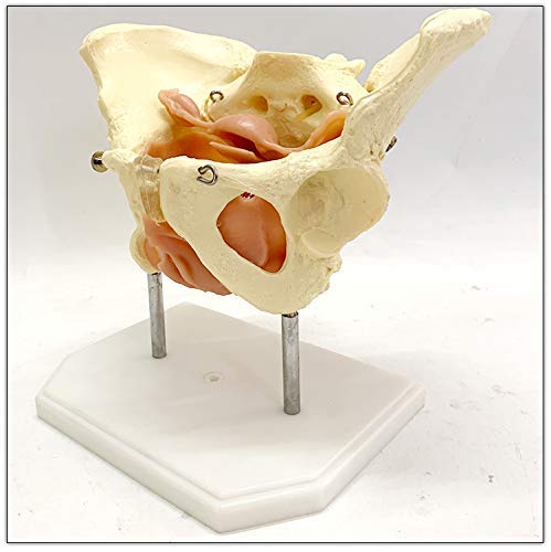 ZYYH Modelo de Pelvis Femenina con órganos, Modelo de Pelvis en la Base Modelo anatómico de Esqueleto de Pelvis Femenina de PVC, órganos extraíbles Que Incluyen útero, Colon y vejiga.