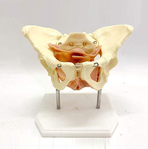 ZYYH Modelo de Pelvis Femenina con órganos, Modelo de Pelvis en la Base Modelo anatómico de Esqueleto de Pelvis Femenina de PVC, órganos extraíbles Que Incluyen útero, Colon y vejiga.