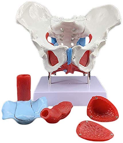 ZYYH Modelo de Pelvis Femenina con órganos, Pelvis Femenina y Modelos de músculos pélvicos Anatomía Humana Hueso médico, los órganos extraíbles Incluyen útero, Colon y vejiga.