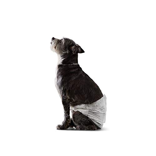 Amazon Basics - Pañal desechable para perro macho, S, paquete de 30 unidades