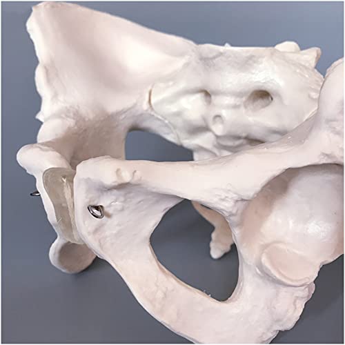 FHUILI Modelo de anatomía de la Pelvis Esqueleto Humano - Modelo Pelvis Femenino para Adultos - Modelo de Estructura pélvica del tamaño de la Vida - para moldes tridimensionales púbicos y sacros