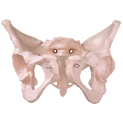 FHUILI Modelo de anatomía de la Pelvis Esqueleto Humano - Modelo Pelvis Femenino para Adultos - Modelo de Estructura pélvica del tamaño de la Vida - para moldes tridimensionales púbicos y sacros