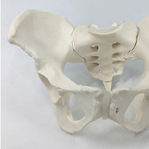 FHUILI Modelo de Hueso Pelvis Femenino - Modelo Estructura la articulación pélvica Grande Natural - Enseñanza médica Modelo anatomía del Esqueleto Humano de la enseñanza - para enseñanza la Ciencia