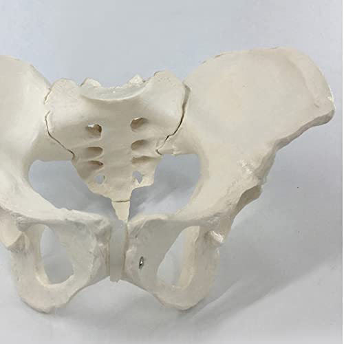 FHUILI Modelo de Hueso Pelvis Femenino - Modelo Estructura la articulación pélvica Grande Natural - Enseñanza médica Modelo anatomía del Esqueleto Humano de la enseñanza - para enseñanza la Ciencia