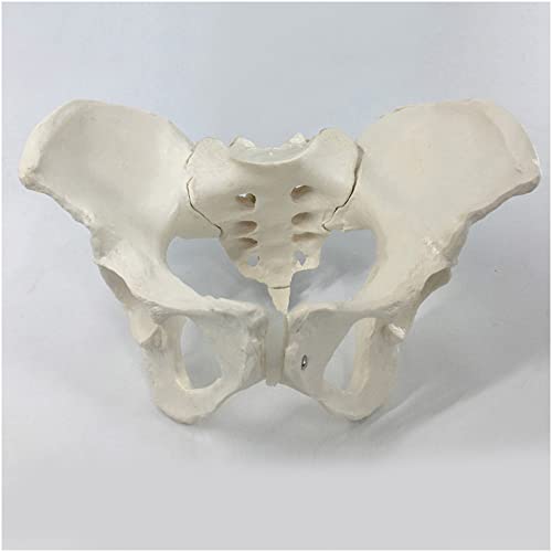 FHUILI Modelo de Hueso Pelvis Femenino - Modelo Estructura la articulación pélvica Grande Natural - Enseñanza médica Modelo anatomía del Esqueleto Humano de la enseñanza - para enseñanza la Ciencia