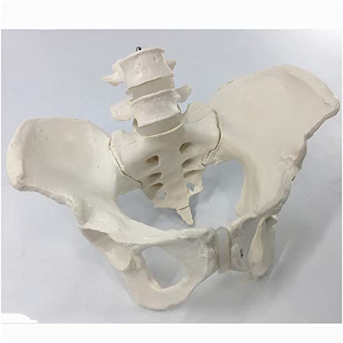 FHUILI Pelvis de tamaño Natural con 2pcs Modelo anatómico de vértebras lumbares - Modelo Educativo Modelo anatómico Pelvis Humano - Pelvis Humana Modelo de anatomía de Hueso de la Pelvis